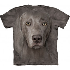 Weimaraner